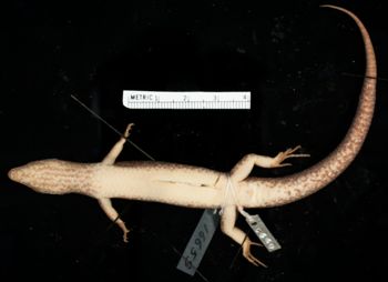 Media type: image;   Herpetology R-16659